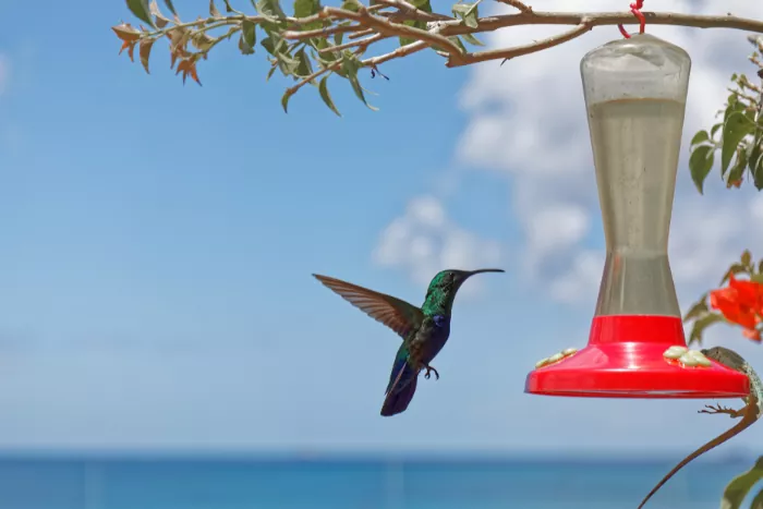 Colibri Sur Une Mangeoire à Oiseaux Avec Une Tête Verte Et Bleue